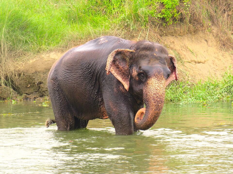 Chitwan – spelende olifant in de rivier bij de lodge