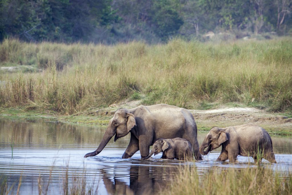 Wilde olifanten tijdens een safari in Nepal - Bardia National park