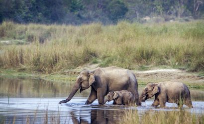 Wilde olifanten tijdens een safari in Nepal - Bardia National park