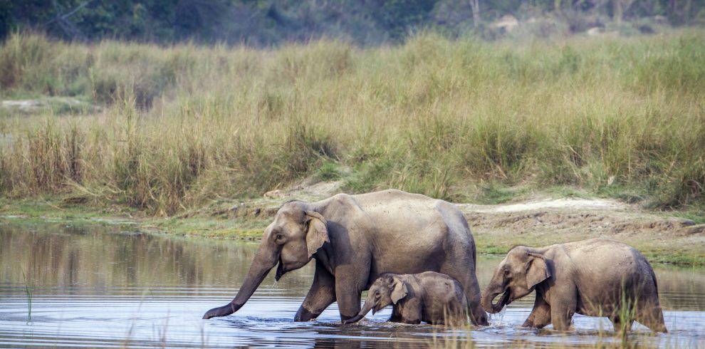 Wilde olifanten tijdens een safari in Nepal - Bardia National park