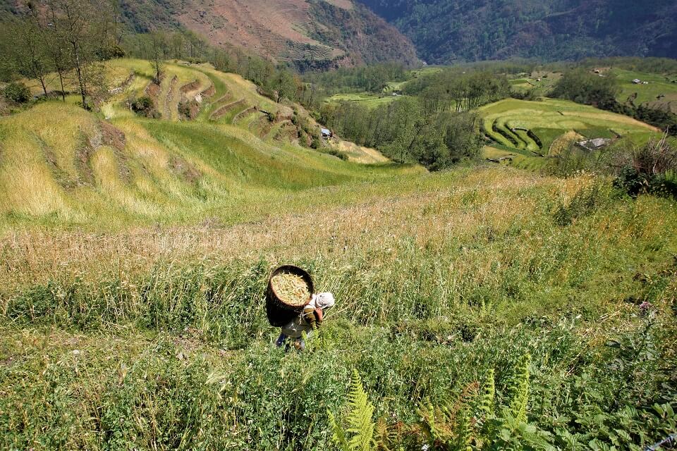 Annapurna Community trek – Nepalese boerin oogste rijst