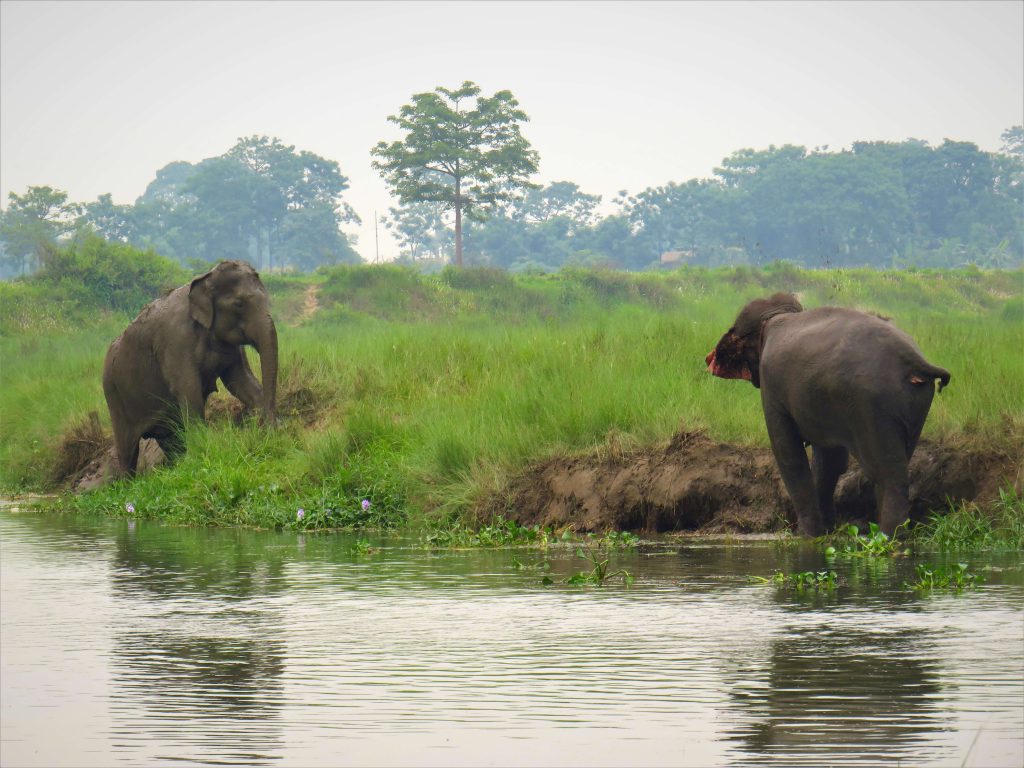 Hoogtepuntenreis – Chitwan – spelende olifanten bij de rivier