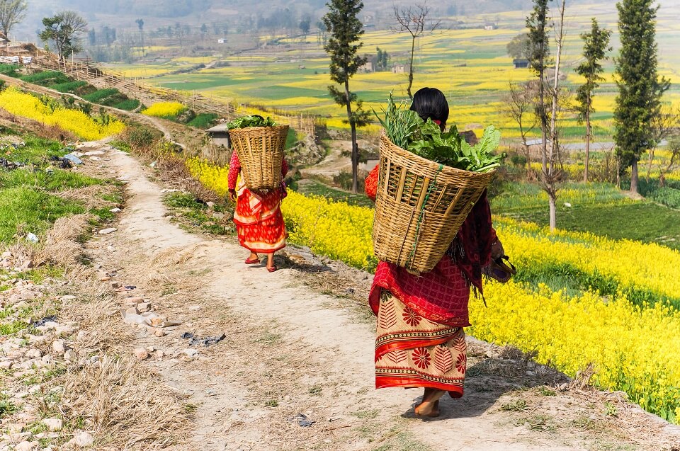 Kathmandu vallei trekking – vrouwen aan het werk op het land met een doko op hun rug