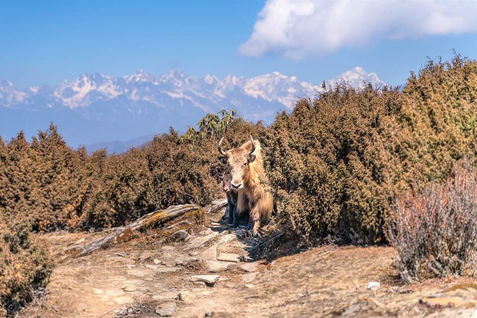 Pikey Peak trekking – baby and mother yak during the trekking