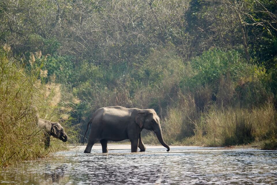 Safari in het Zuiden van Nepal