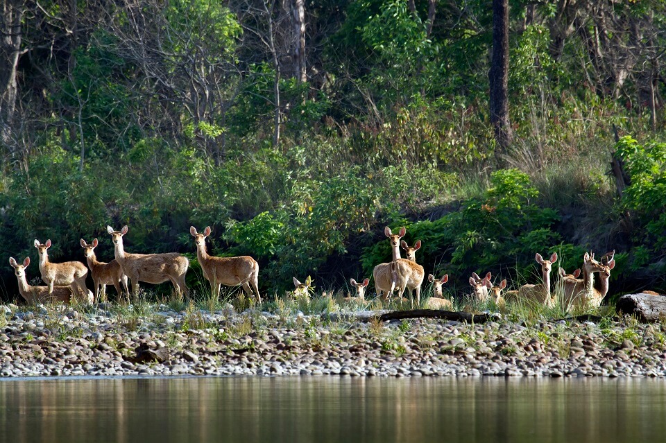 Safari in het Zuiden van Nepal – Bardia National Park (3)