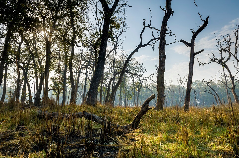 Safari in het Zuiden van Nepal – de jungle van Bardia national park (1)