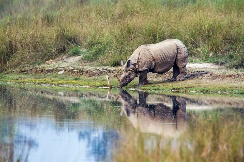 Safari in het Zuiden van Nepal – de neushoorn