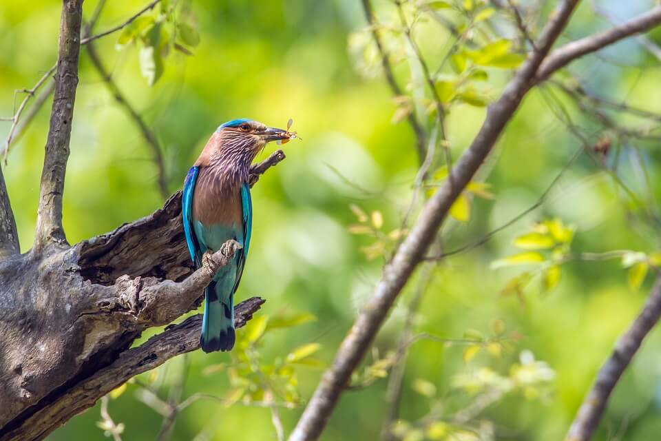 Safari in het Zuiden van Nepal – een Kingfisher met zijn prooi in Bardia National Park (6)