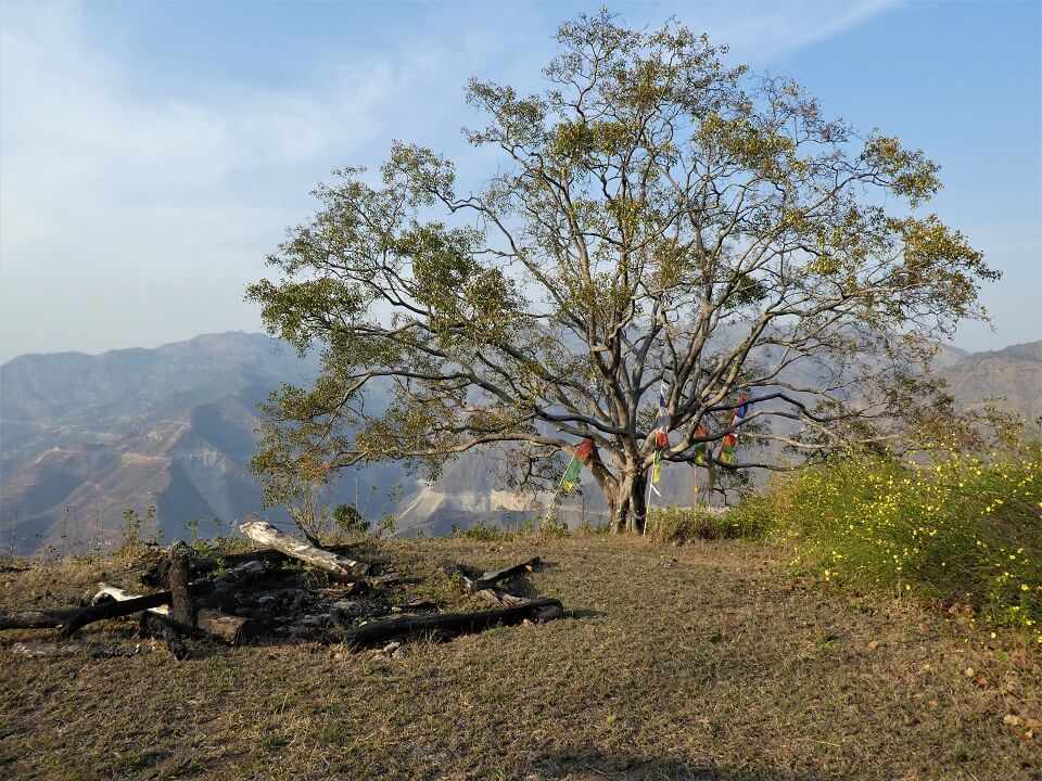 Indigenous people trek – boom met gebedsvlagjes in een dorp