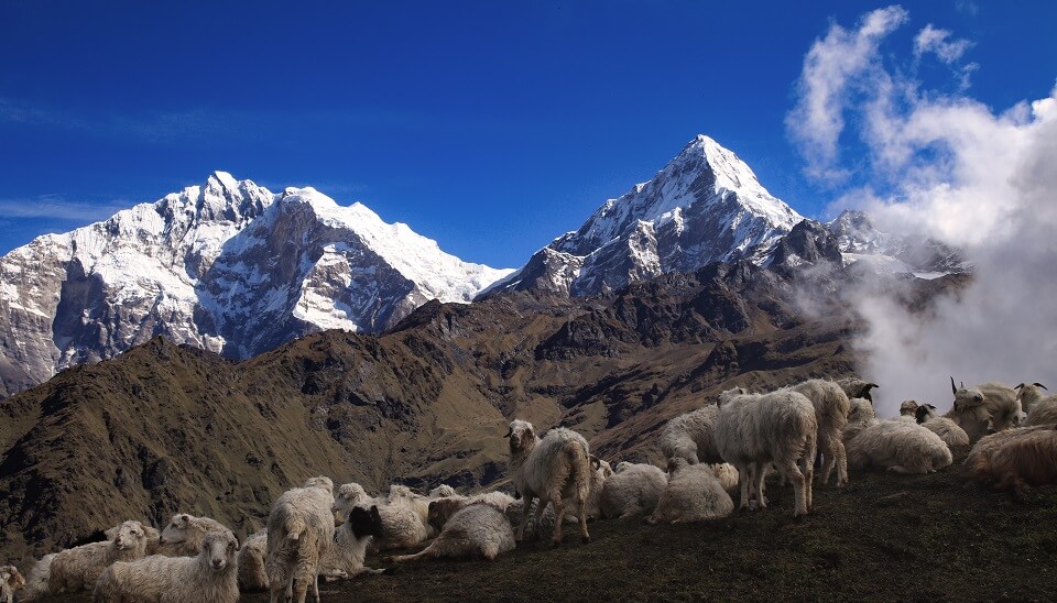 Khopra Ridge trek – een kudde dieren voor de Annapurna I en de Annapurna South
