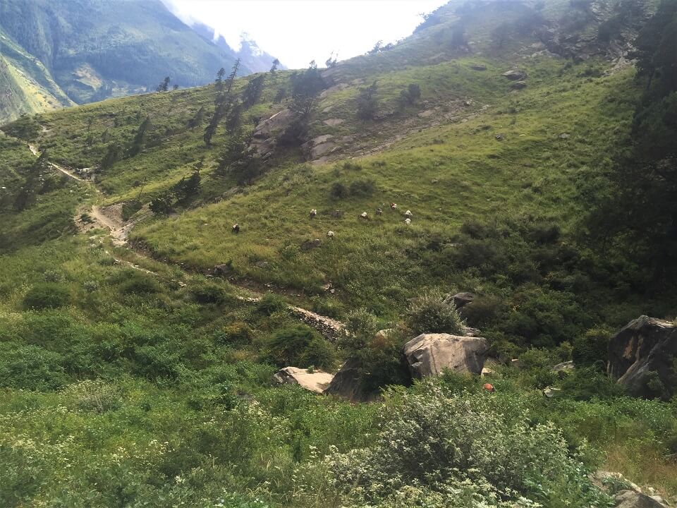 Upper Dolpo trek – trekkingspad tussen groene weides